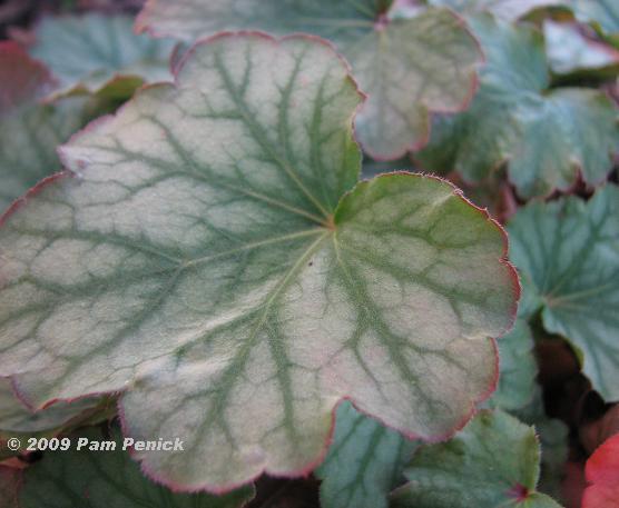 Pretty heuchera leaf